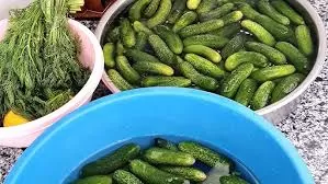 SARDES GIDA SANAYİ VE TARIM ÜRÜNLERİ